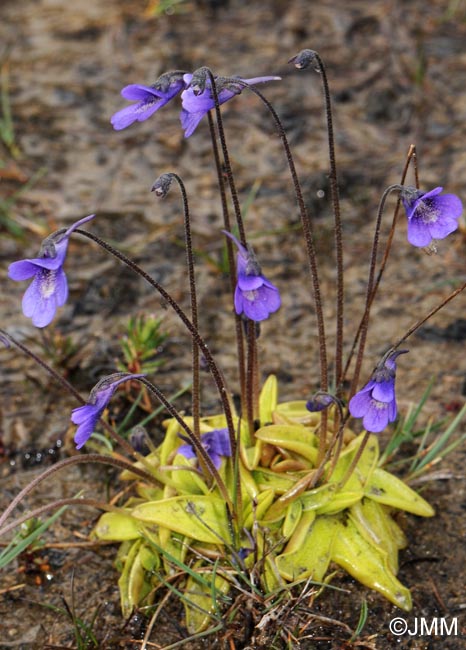 Pinguicula vulgaris var. alpicola