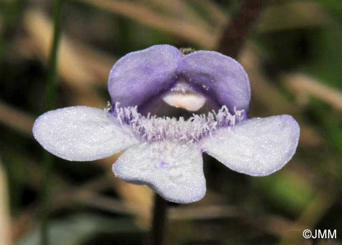 Pinguicula vulgaris f. bicolor 