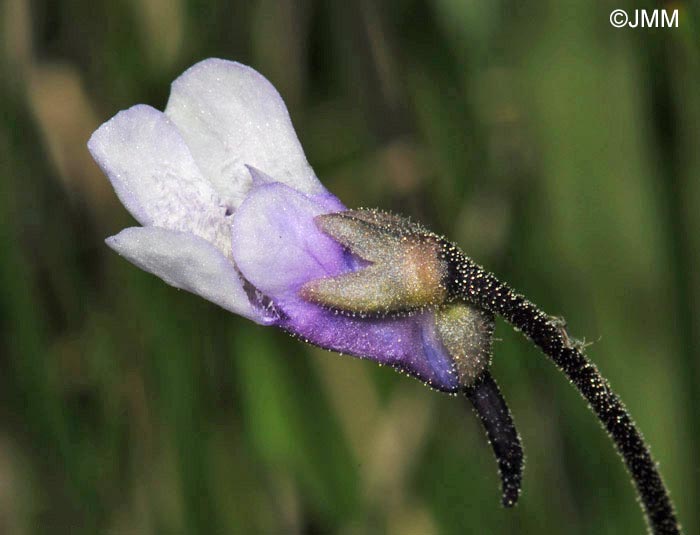 Pinguicula vulgaris f. bicolor 