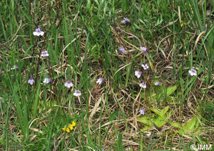 Pinguicula vulgaris f. bicolor 