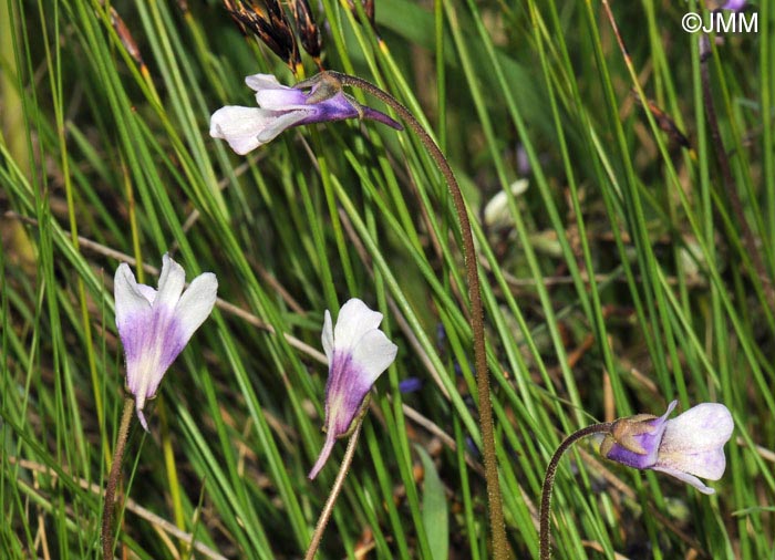 Pinguicula vulgaris f. bicolor 