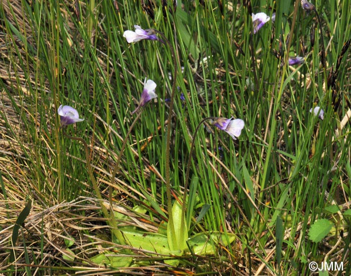 Pinguicula vulgaris f. bicolor 