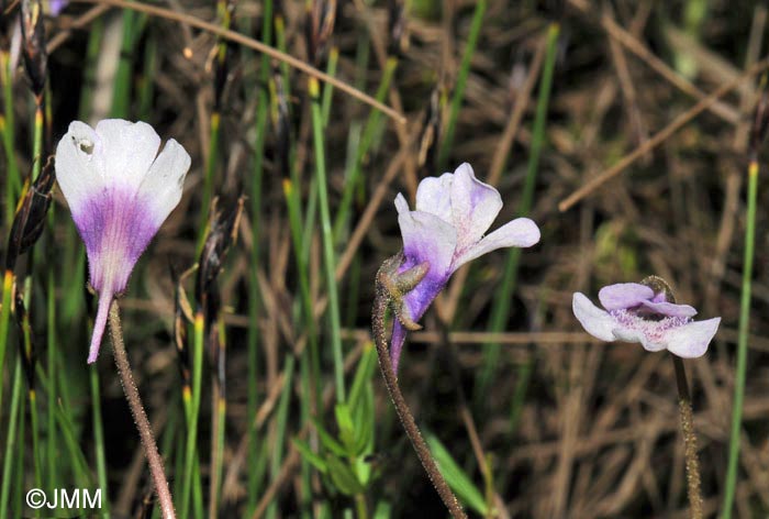 Pinguicula vulgaris f. bicolor 