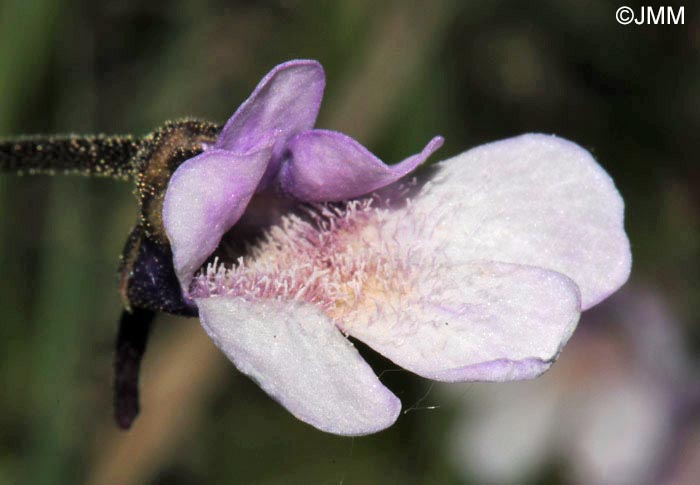 Pinguicula vulgaris f. bicolor 