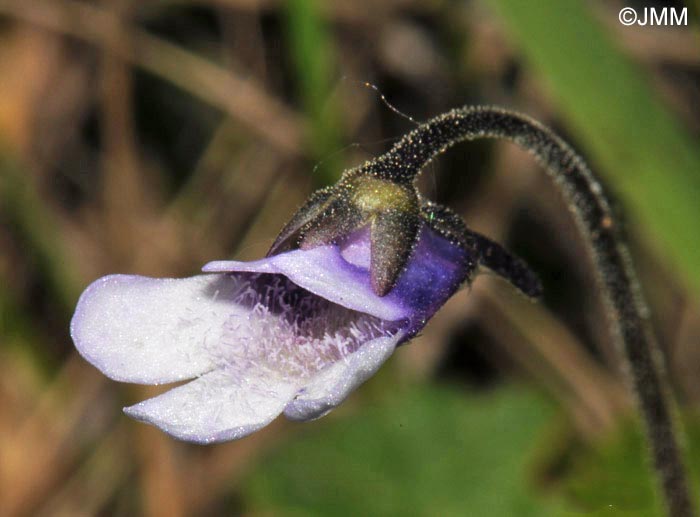 Pinguicula vulgaris f. bicolor 