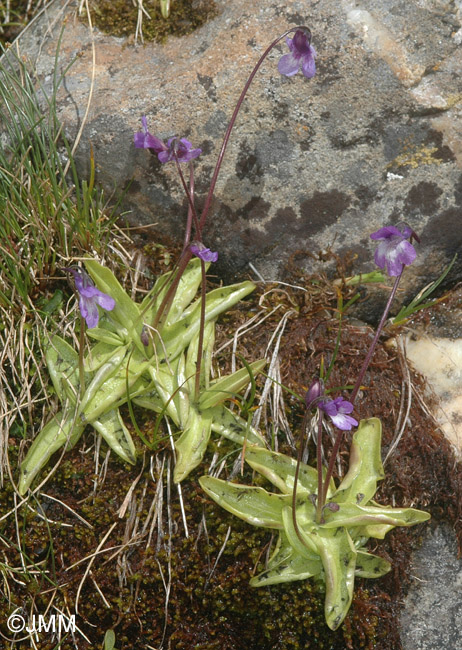 Pinguicula vulgaris