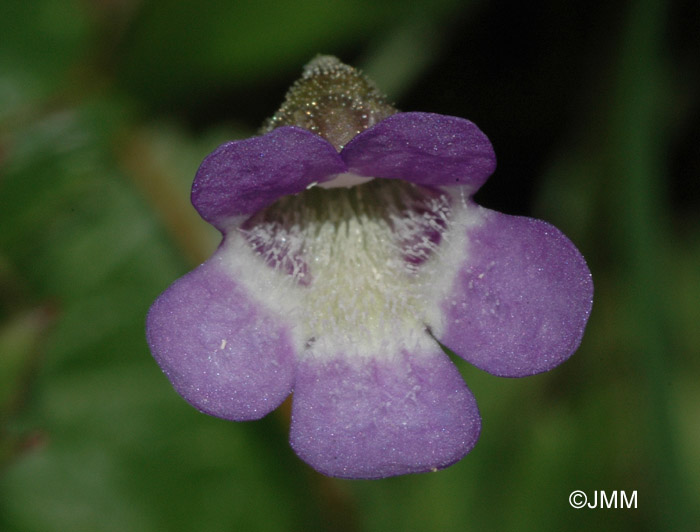 Pinguicula vulgaris