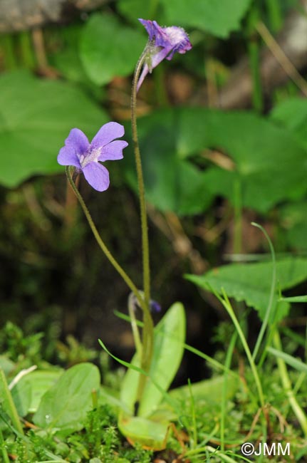 Pinguicula x gresivaudanica = Pinguicula grandiflora subsp. rosea x Pinguicula vulgaris subsp. vulgaris 