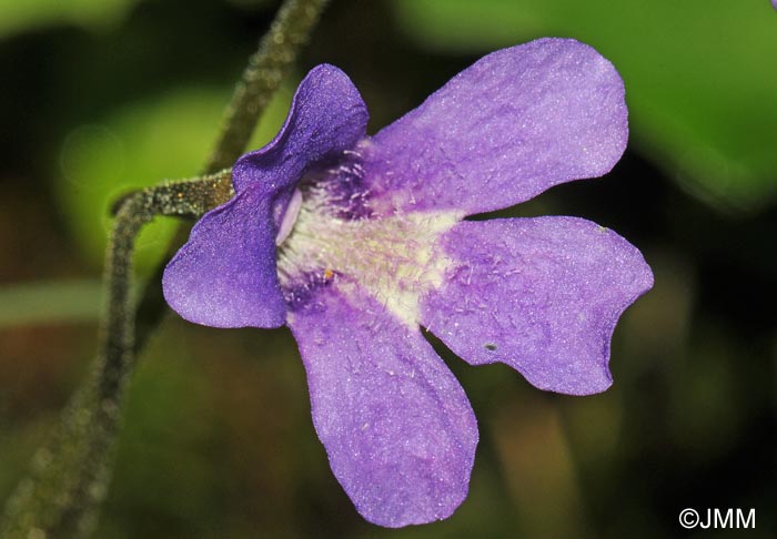 Pinguicula x gresivaudanica = Pinguicula grandiflora subsp. rosea x Pinguicula vulgaris subsp. vulgaris 