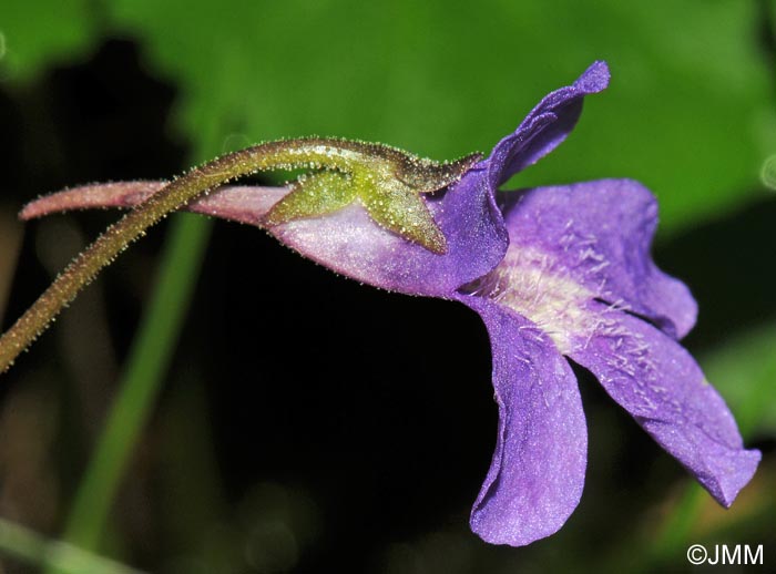 Pinguicula x gresivaudanica = Pinguicula grandiflora subsp. rosea x Pinguicula vulgaris subsp. vulgaris 