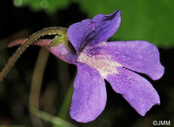 Pinguicula x gresivaudanica = Pinguicula grandiflora subsp. rosea x Pinguicula vulgaris subsp. vulgaris 