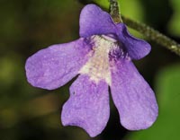 Pinguicula x gresivaudanica