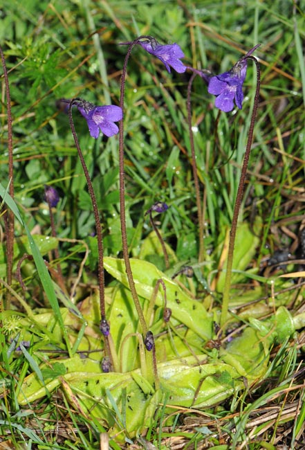 Pinguicula x scullyi = Pinguicula grandiflora x Pinguicula vulgaris