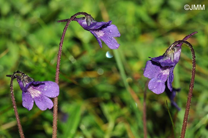 Pinguicula x scullyi = Pinguicula grandiflora x Pinguicula vulgaris