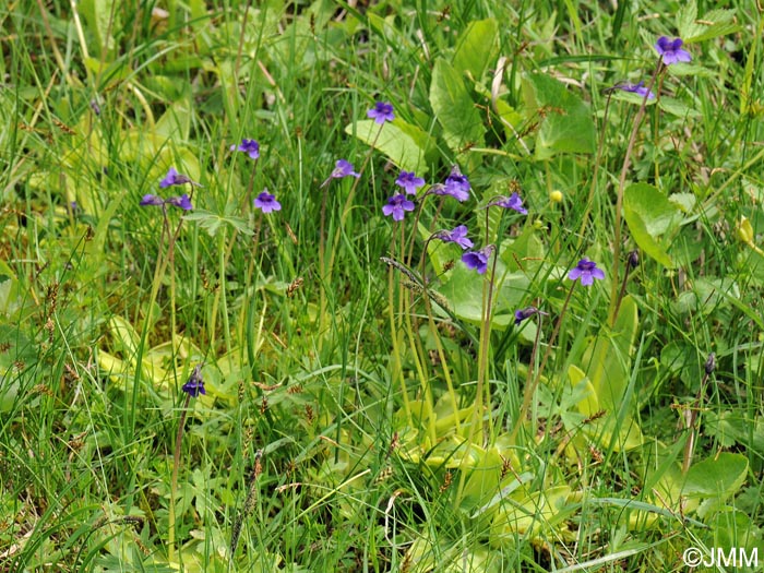 Pinguicula x scullyi = Pinguicula grandiflora x Pinguicula vulgaris