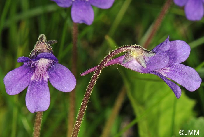 Pinguicula x scullyi = Pinguicula grandiflora x Pinguicula vulgaris