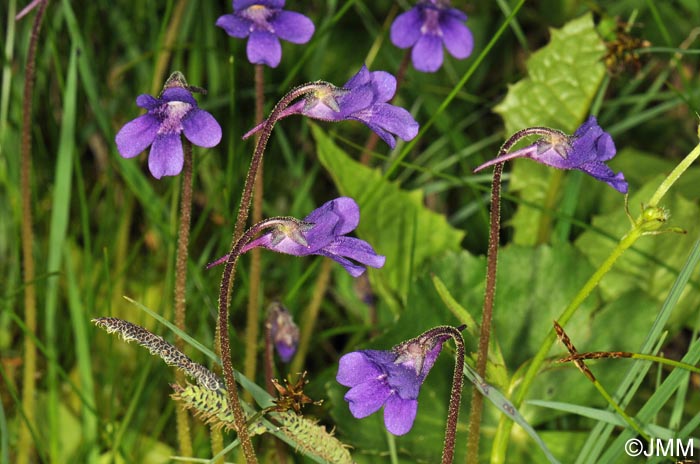 Pinguicula x scullyi = Pinguicula grandiflora x Pinguicula vulgaris