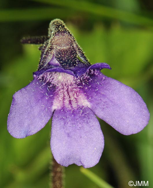 Pinguicula x scullyi = Pinguicula grandiflora x Pinguicula vulgaris