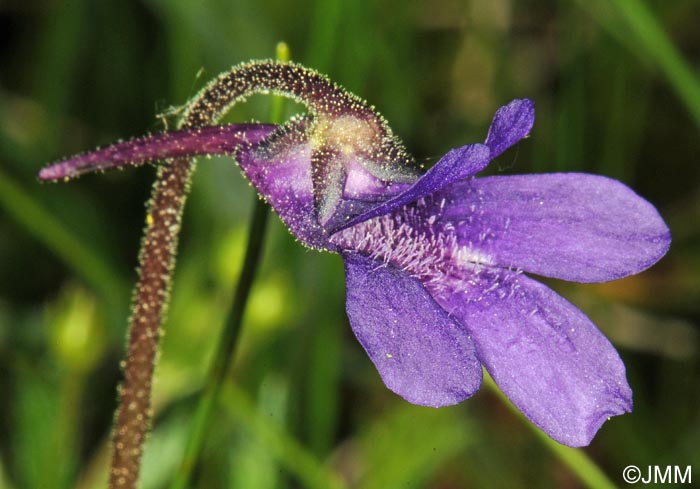 Pinguicula x scullyi = Pinguicula grandiflora x Pinguicula vulgaris