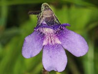 Pinguicula x scullyi 