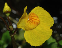 Utricularia  australis 