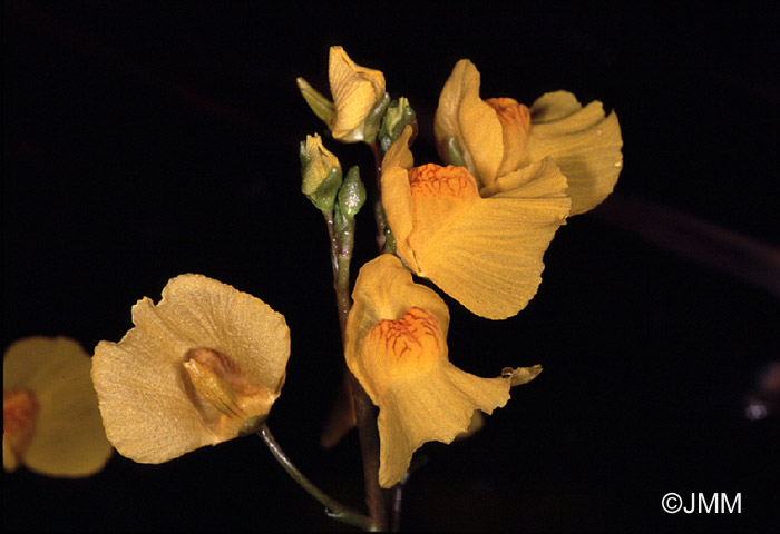 Utricularia australis