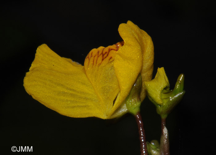 Utricularia australis