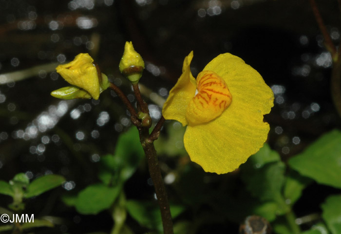 Utricularia australis