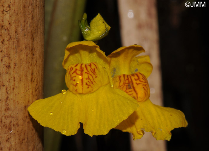 Utricularia australis