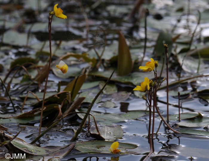 Utricularia australis