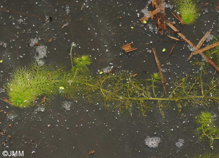 Utricularia australis