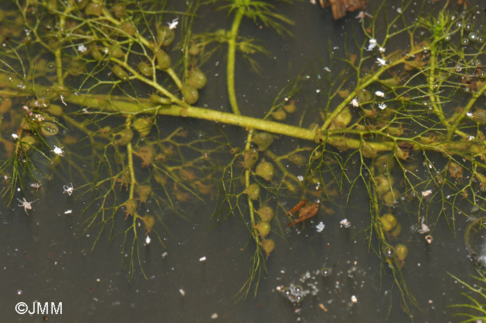 Utricularia australis