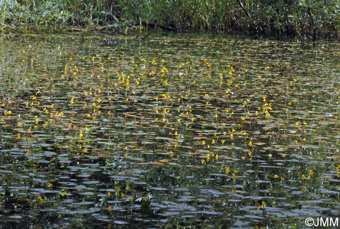 Utricularia australis