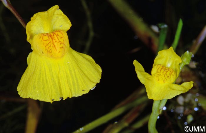 Utricularia australis & Utricularia tenuicaulis