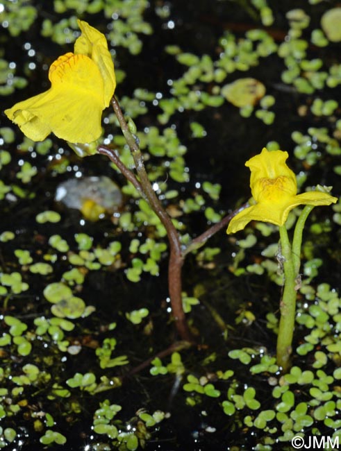 Utricularia australis et Utricularia tenuicaulis