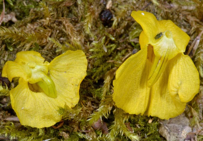 Utricularia australis & Utricularia tenuicaulis