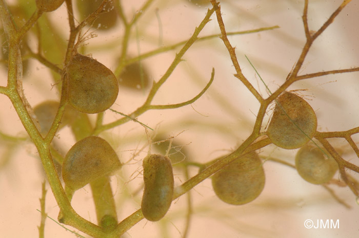 Utricularia australis