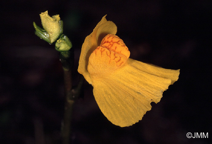 Utricularia australis