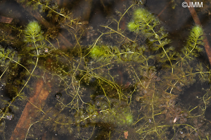 Aldrovanda vesiculosa et Utricularia bremii