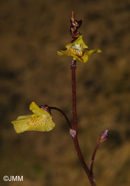 Utricularia bremii