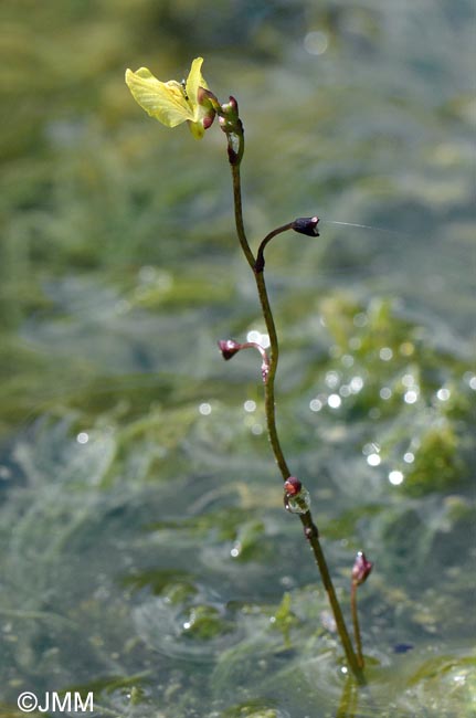 Utricularia bremii