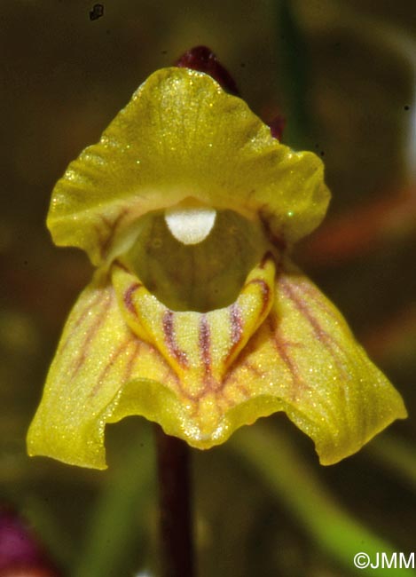 Utricularia bremii