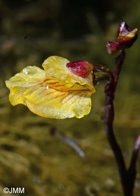 Utricularia bremii