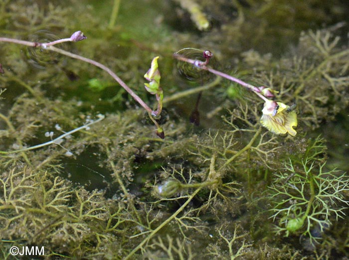 Utricularia bremii