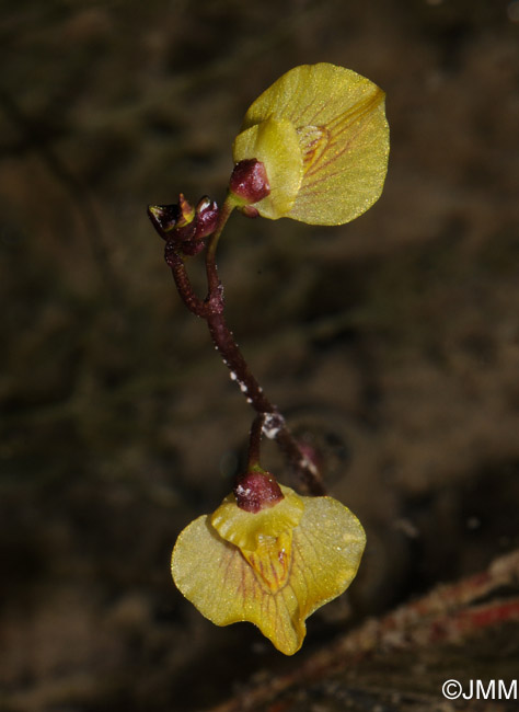 Utricularia bremii