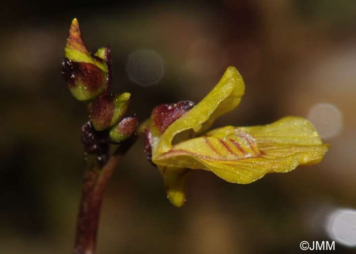 Utricularia bremii