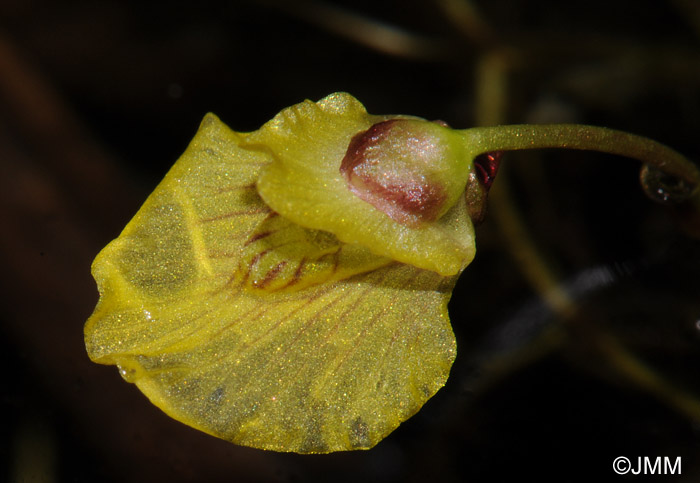 Utricularia bremii