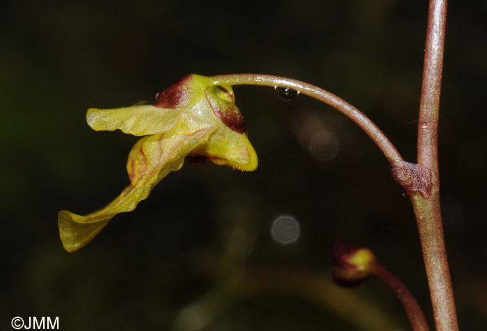 Utricularia bremii