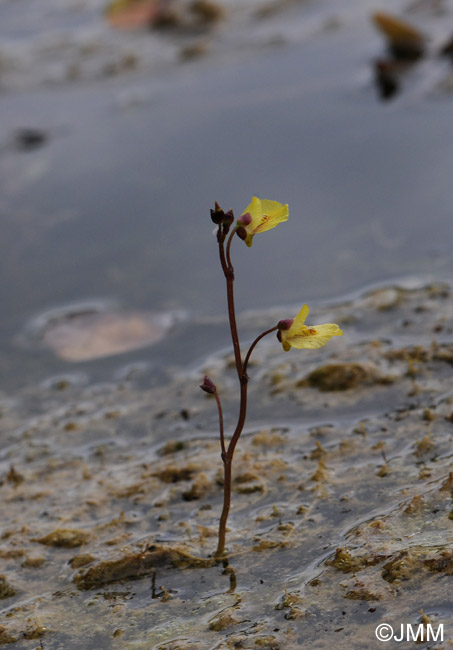 Utricularia bremii