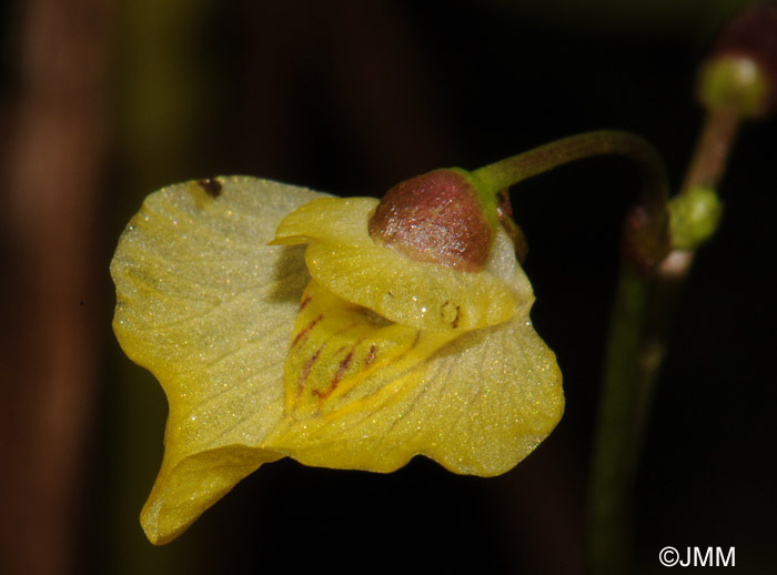 Utricularia bremii